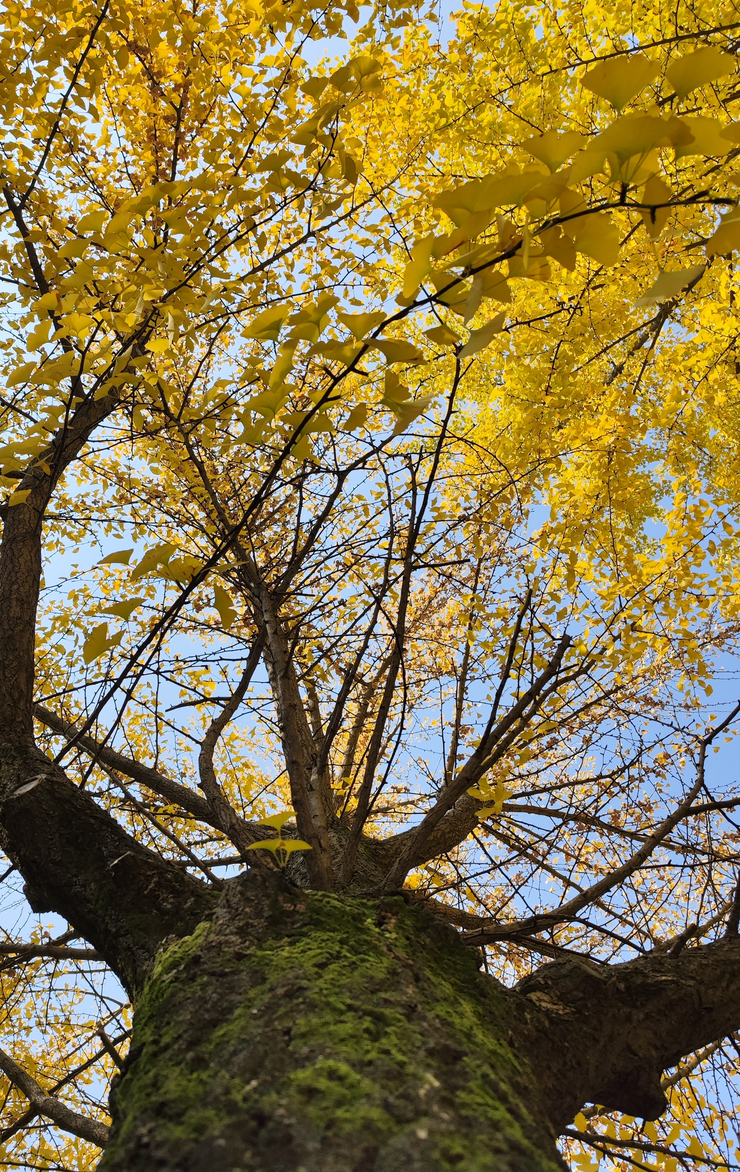 仰望银杏枝桠间的温柔.jpg