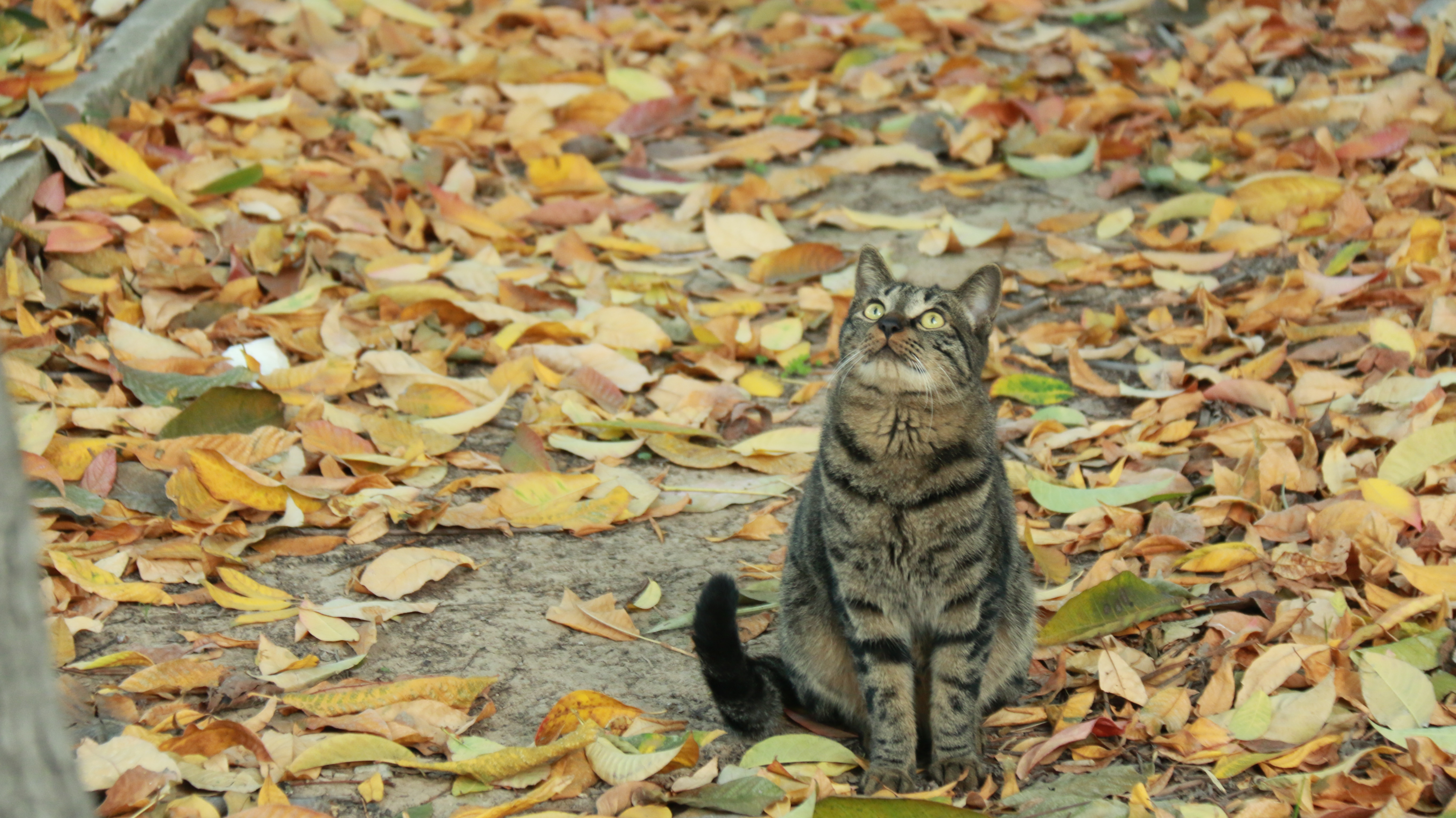 落叶簇拥下的小猫咪.jpg