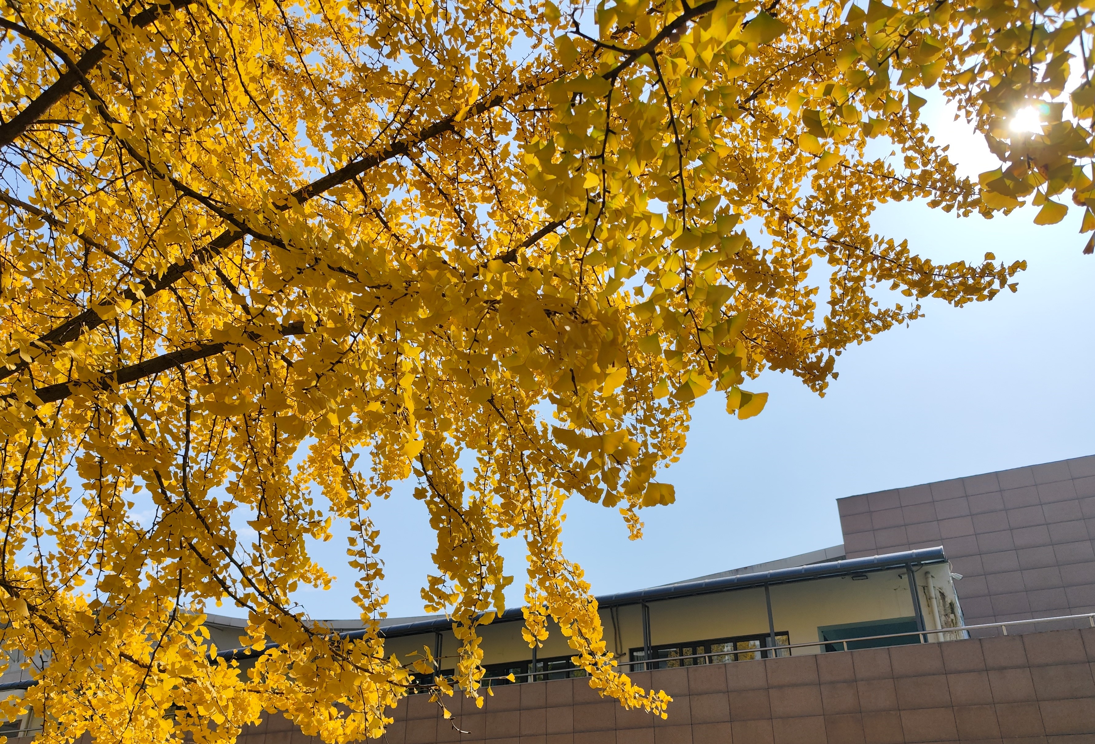 银杏缀满的晴空.jpg