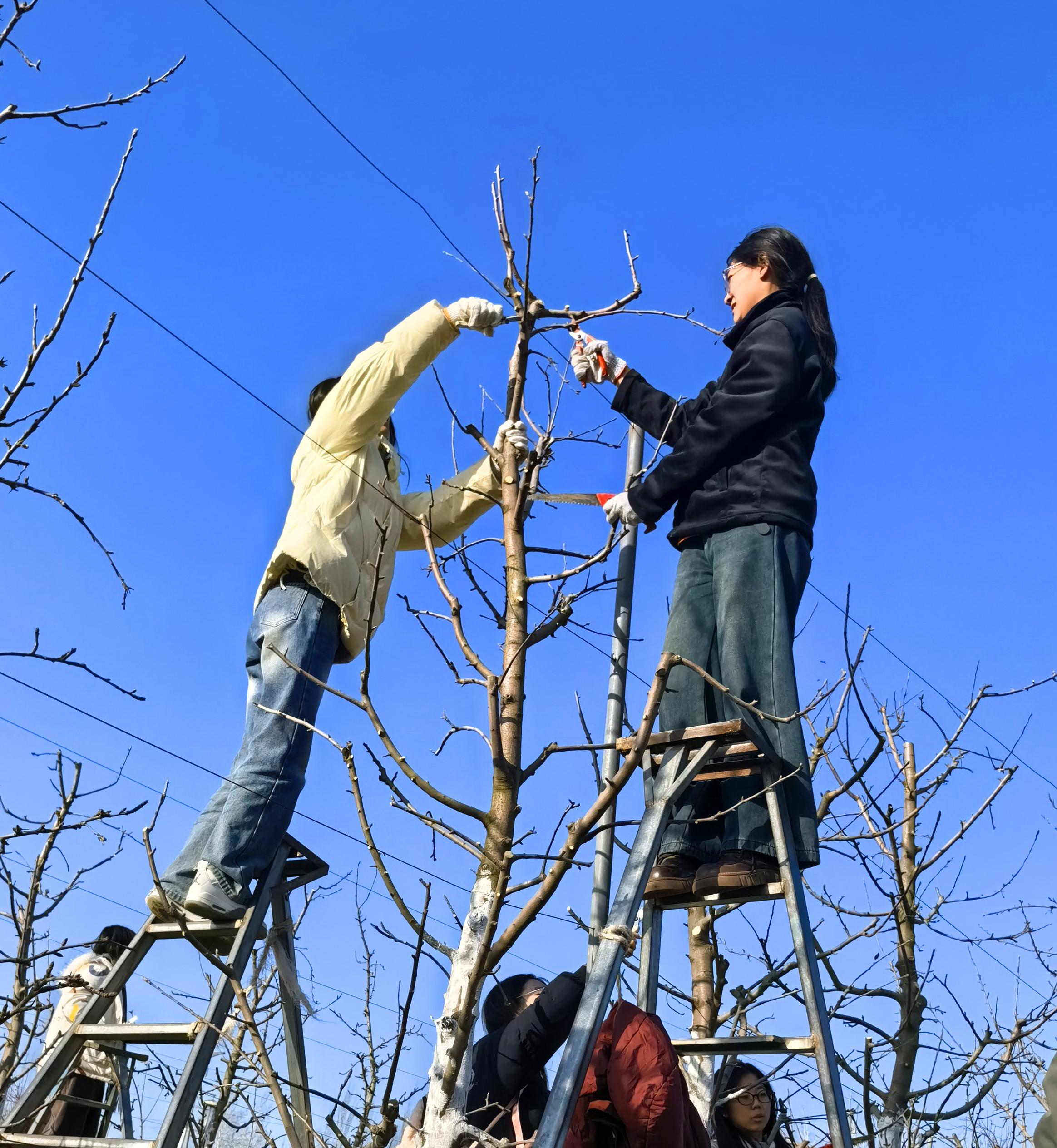女生登梯上树敢修剪.jpg