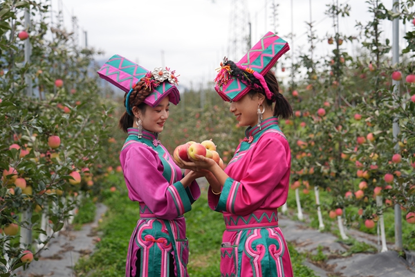 2025年11月8日拍摄于四川阿坝茂县，一对羌族少女脸上挂满丰收的喜悦，近年来当地凭借西北农林科技大学园艺学院教授赵政阳团队选育的新品种瑞雪、瑞香红，苹果产业实现了从“高原土特产”到“高端新爆款”的跨越，_副本.jpg