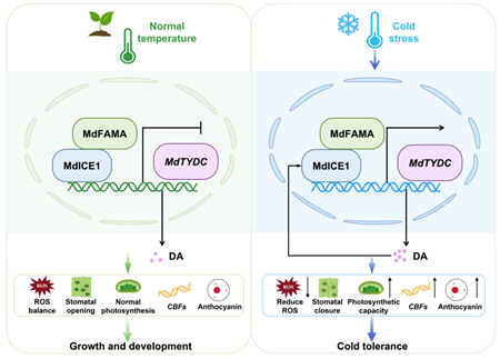 图2 苹果中MdFAMAMdICE1-MdTYDC模块响应低温胁迫工作模型_副本.png