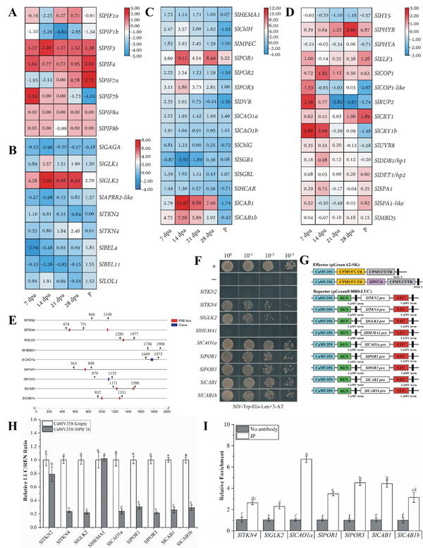 图3 SLPIF1b抑制与叶绿体发育和叶绿素合成相关的基因的表达_副本.png