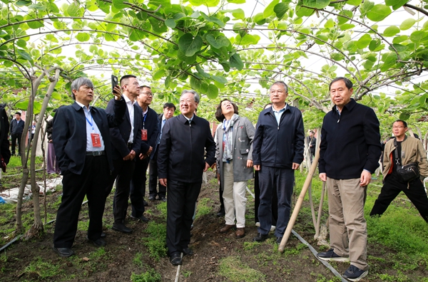 1宋宝安、李天来、吴孔明、康振生等院士在都江堰仙果寨家庭农场刘小红的猕猴桃园里考察_副本.jpg