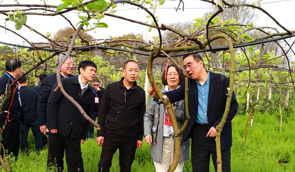 3陈剑平院士（右）、李天来院士（左一）和张绍铃院士（左二）在果农张仕伟的果园里查看猕猴桃溃疡病危害情况_副本.jpg