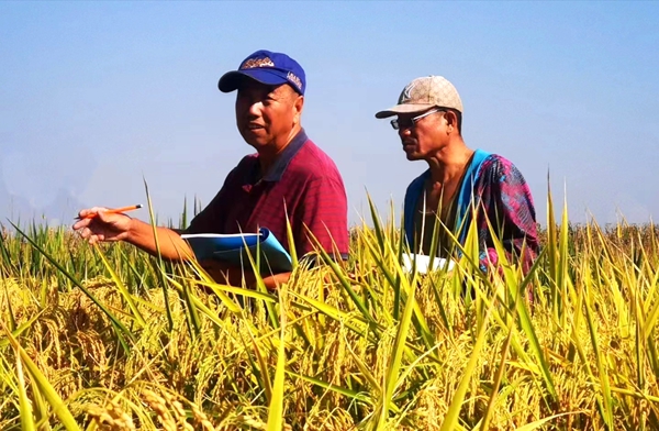 都汉林（左）在田间开展科研工作_副本.jpg
