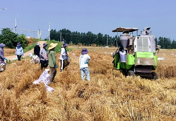 曹新庄基地部分课题师生已开始收获_副本.jpg