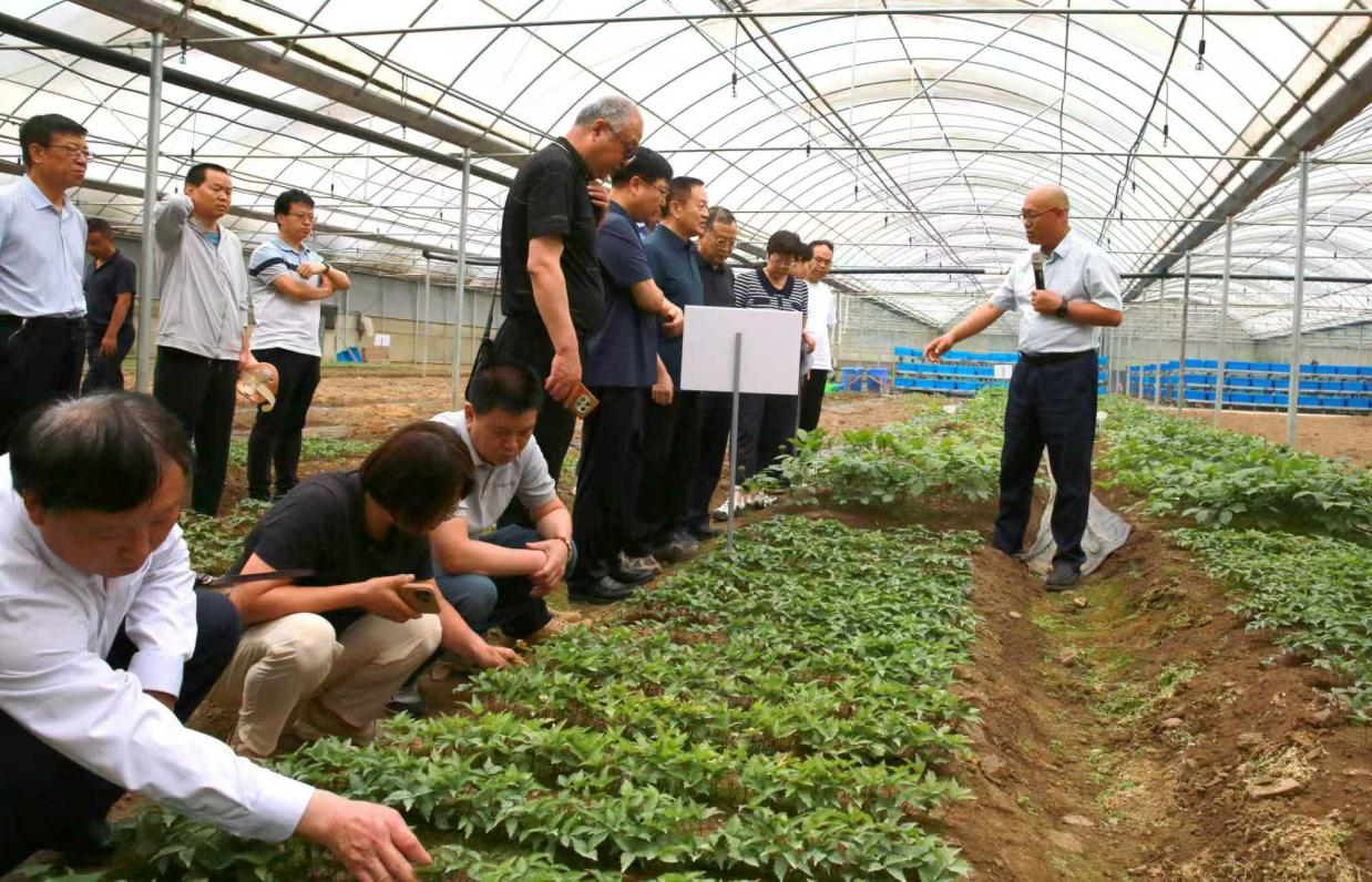 胡小平向专家组介绍团队西洋参连作障碍防治的研究试验情况.jpg