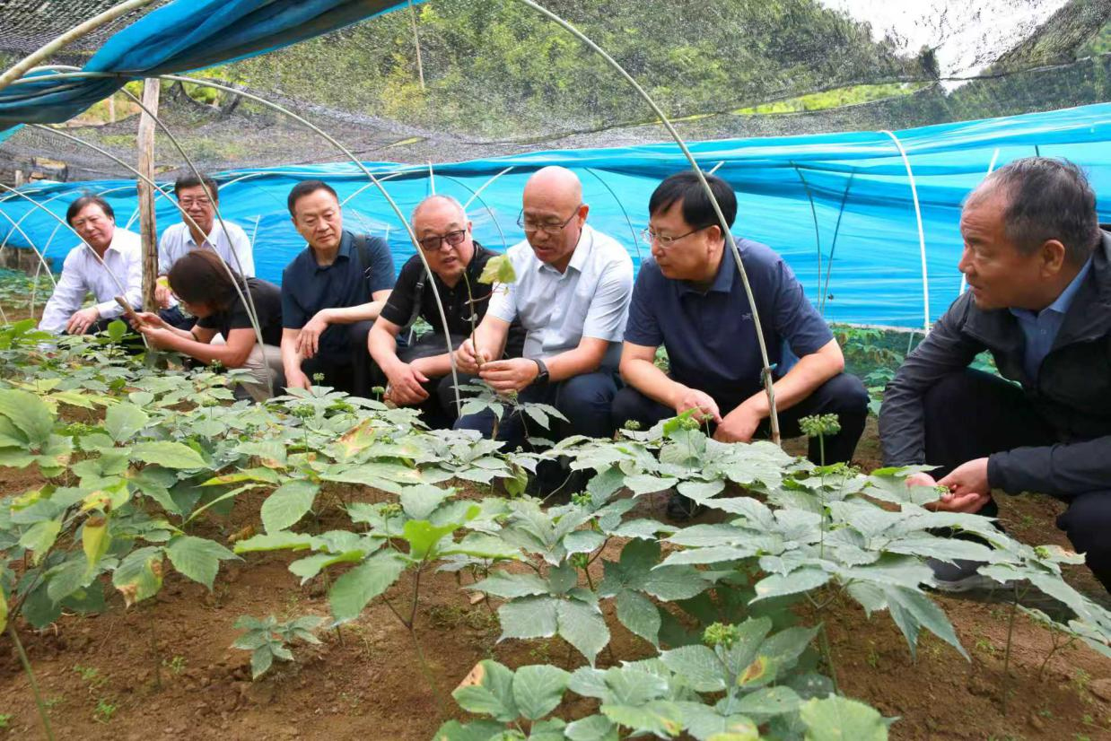 在留坝县留侯镇桃园铺村一处西洋参种植重茬地里，胡小平（右三）向专家们介绍其团队技术应用成果.jpg