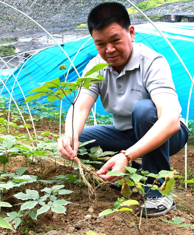 留坝县当地企业负责人在查看使用胡小平教授团队技术的重茬地西洋参生长情况.jpg