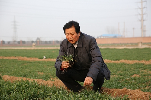 西农979推广面积近亿亩