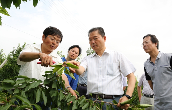 李兴旺书记在周至试验站听取樱桃专家蔡宇良科研工作介绍