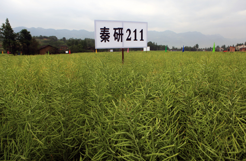 我校选育的秦研211油菜新品种长势喜人6省市示范推广面积达到50万亩