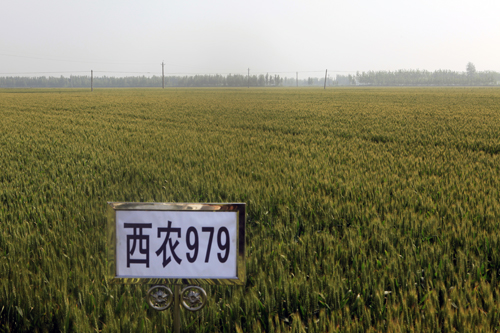 西农979小麦品种简介图片