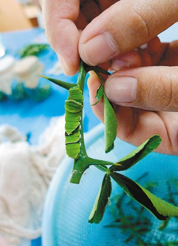 西安晚报羽化成蝶