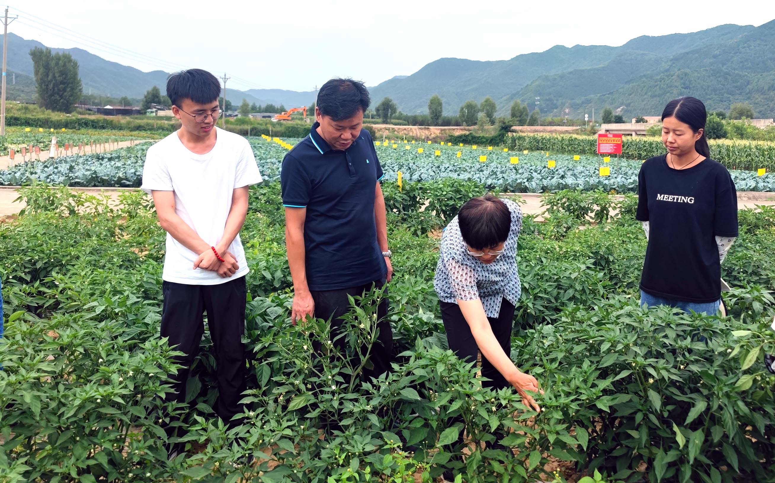 2023年8月18日，导师陈儒钢教悔（左二）与太白蔬菜锻真金不怕火示范站站长惠麦侠询查员（右二）在检察陈朗栽植的辣椒.JPG